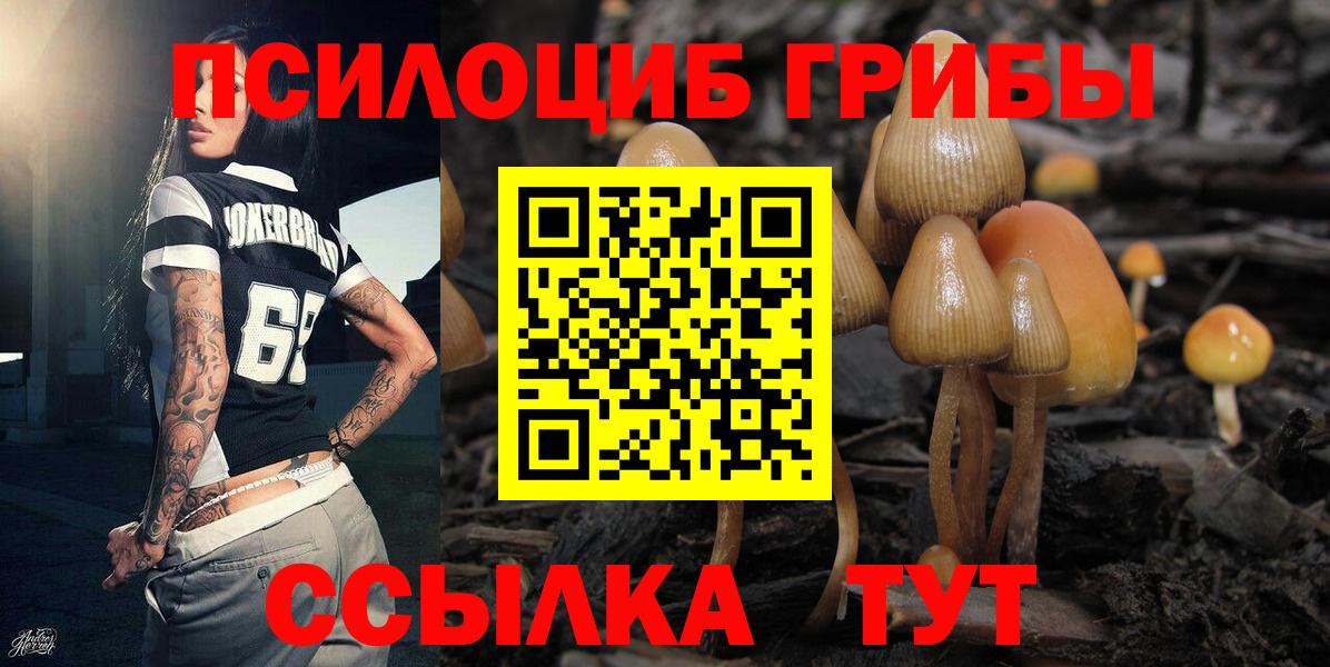 Галлюциногенные грибы Psilocybine cubensis Камень-на-Оби